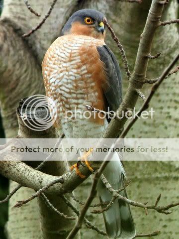 sparrowhawkLynzgardenAthersly4-1-13-1