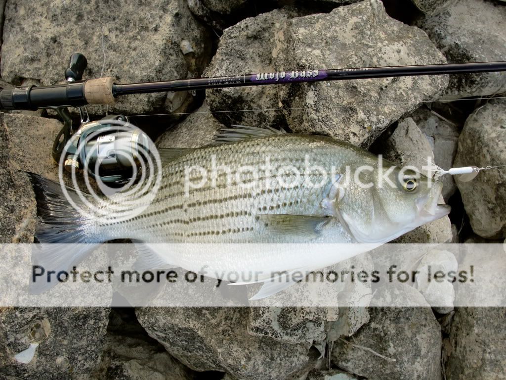 lasalle lake il fishing report