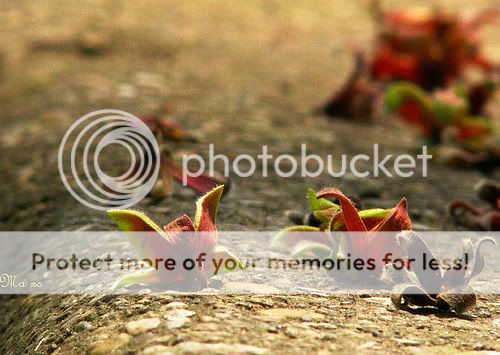 [Image: 2795120134_2eaac46e48.jpg]