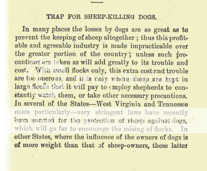 Dog Trap - Homesteading Questions