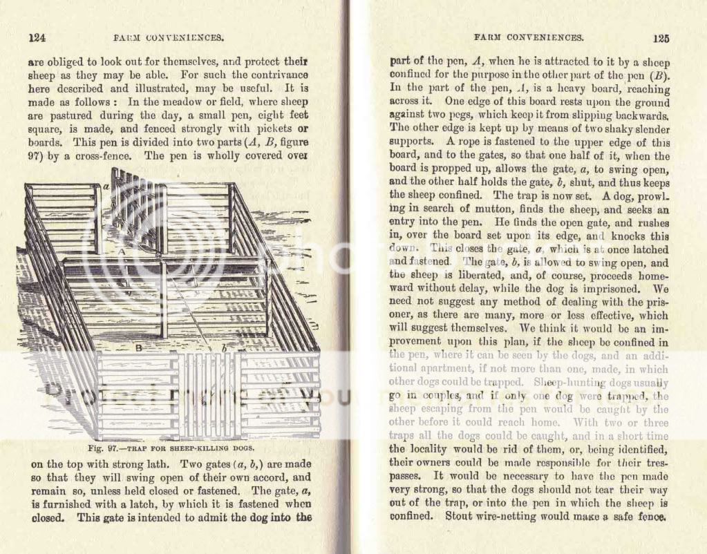 Dog Trap - Homesteading Questions