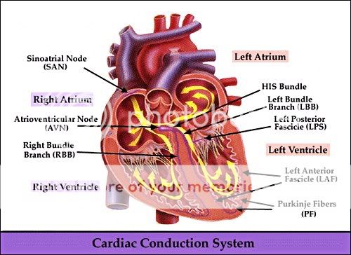 Heart Diagram Photo by anna27383 | Photobucket