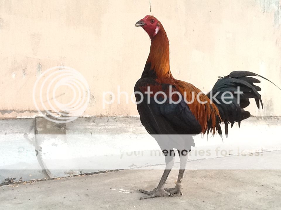 Ban mot so ga con peru rac ,cha me rac dong navajeros - 6