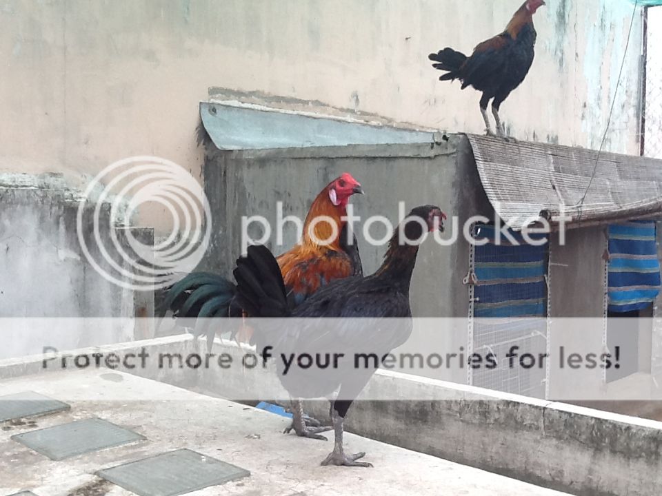 Bán gà peru navajeros !!!!!!!!