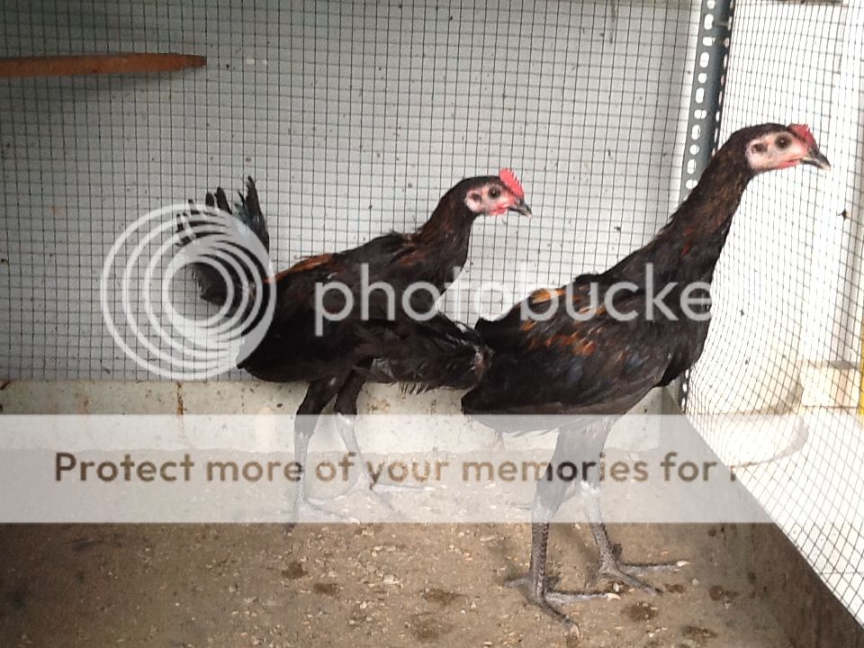 Bán gà peru navajeros !!!!!!!! - 3