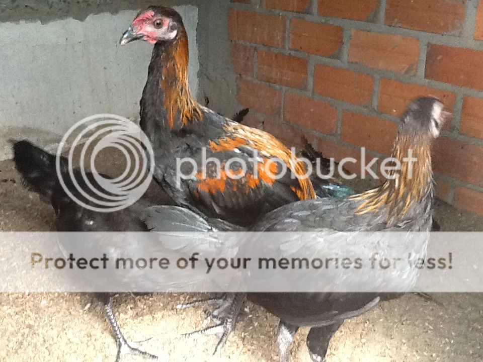 Bán gà peru navajeros !!!!!!!! - 2