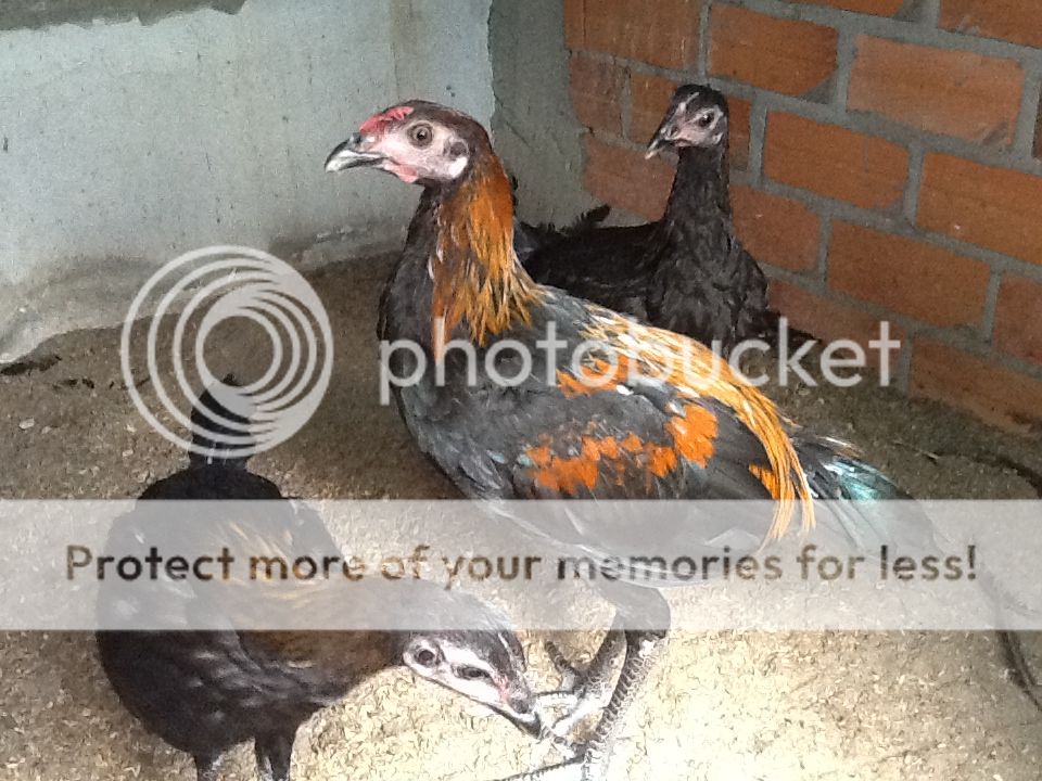 Bán gà peru navajeros !!!!!!!! - 1